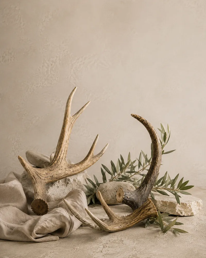 deers antlers on display in product photo shoot