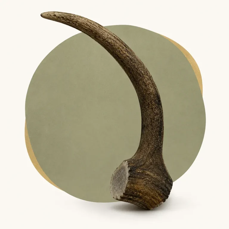 whole tine deer antler chew