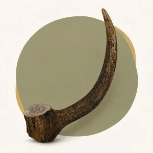 whole deer antler chew